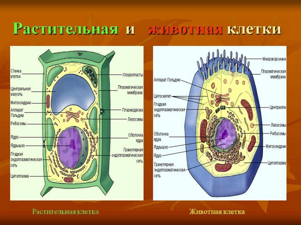 Презентация клетка 5 клетка