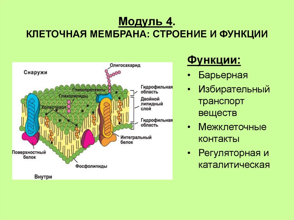 Внутреннее строение мембраны. Строение мембраны клетки. Строение мембраны и ее функции. Строение оболочки. Строение клеточной мембраны.