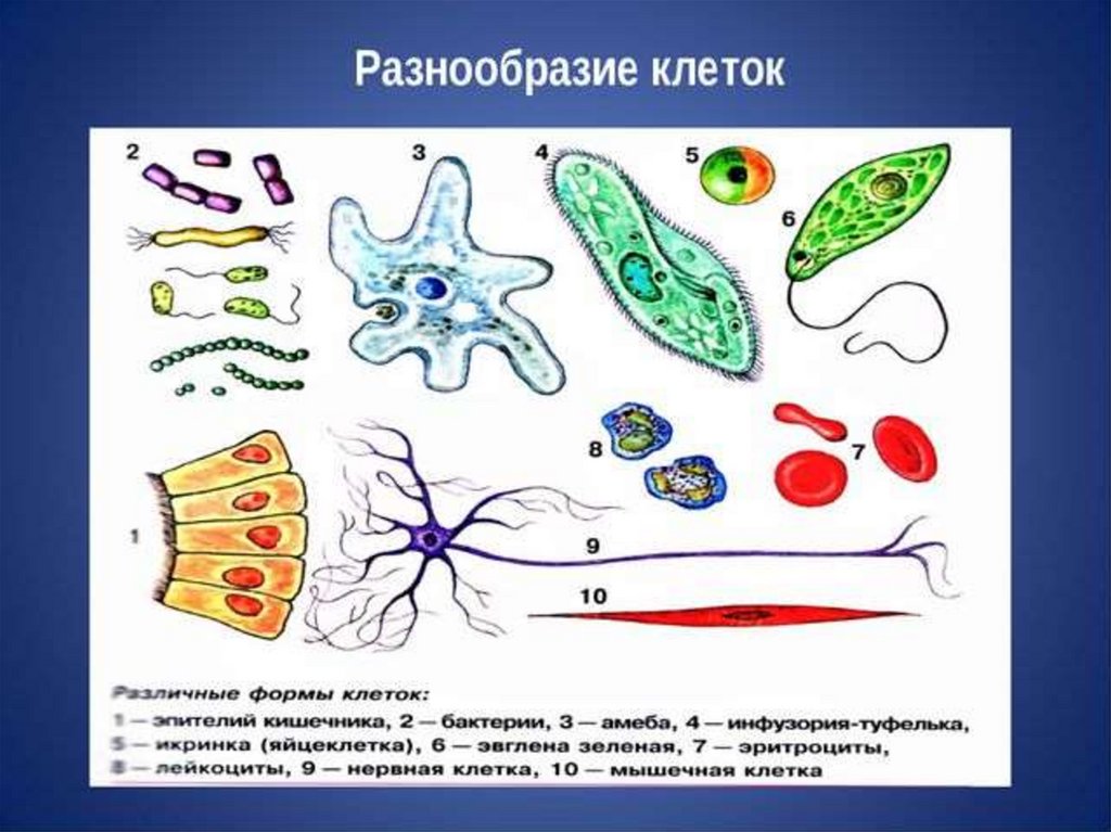 Виды клеток. Разнообразие клеток. Разнообразие форм клеток. Разнообразие клеток организма человека. Разнообразие клеток человека.