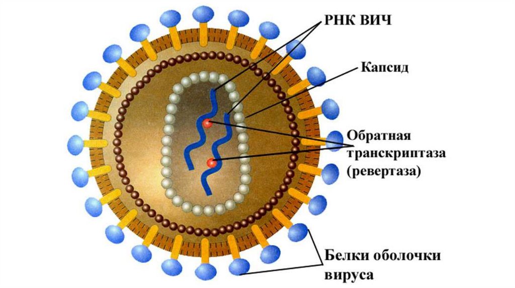ВИЧ-инфекция - презентация онлайн