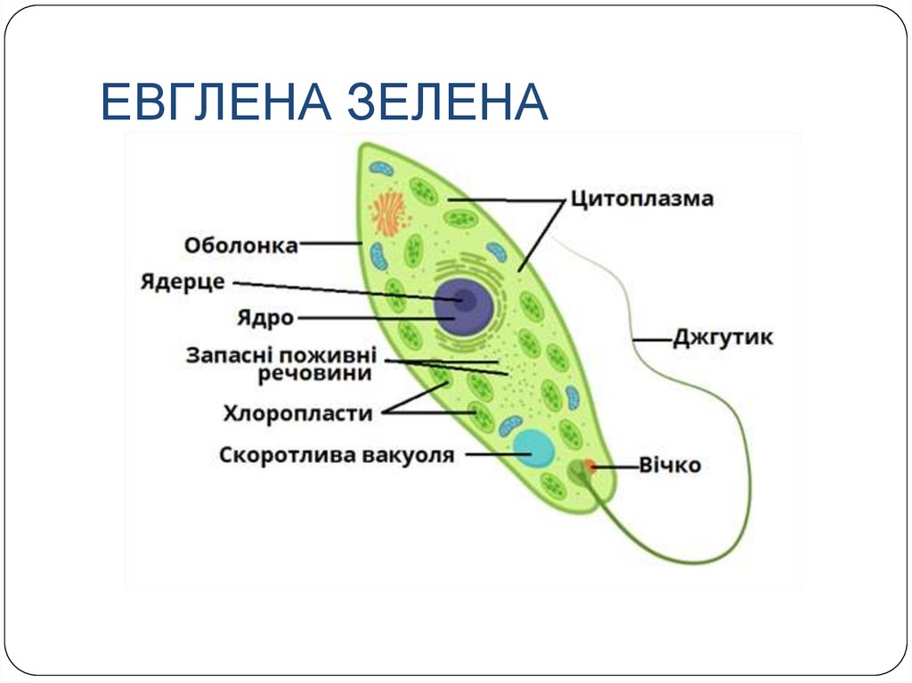 Інфузорія - презентация онлайн