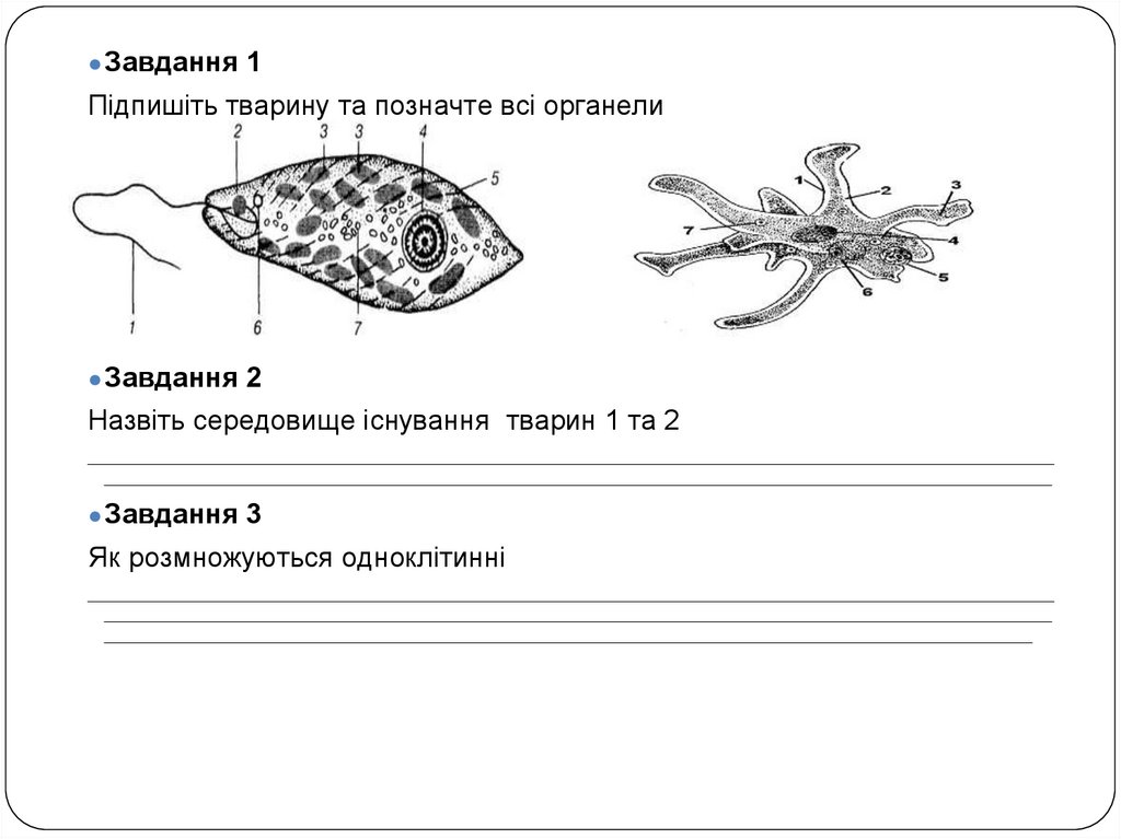 Інфузорія - презентация онлайн