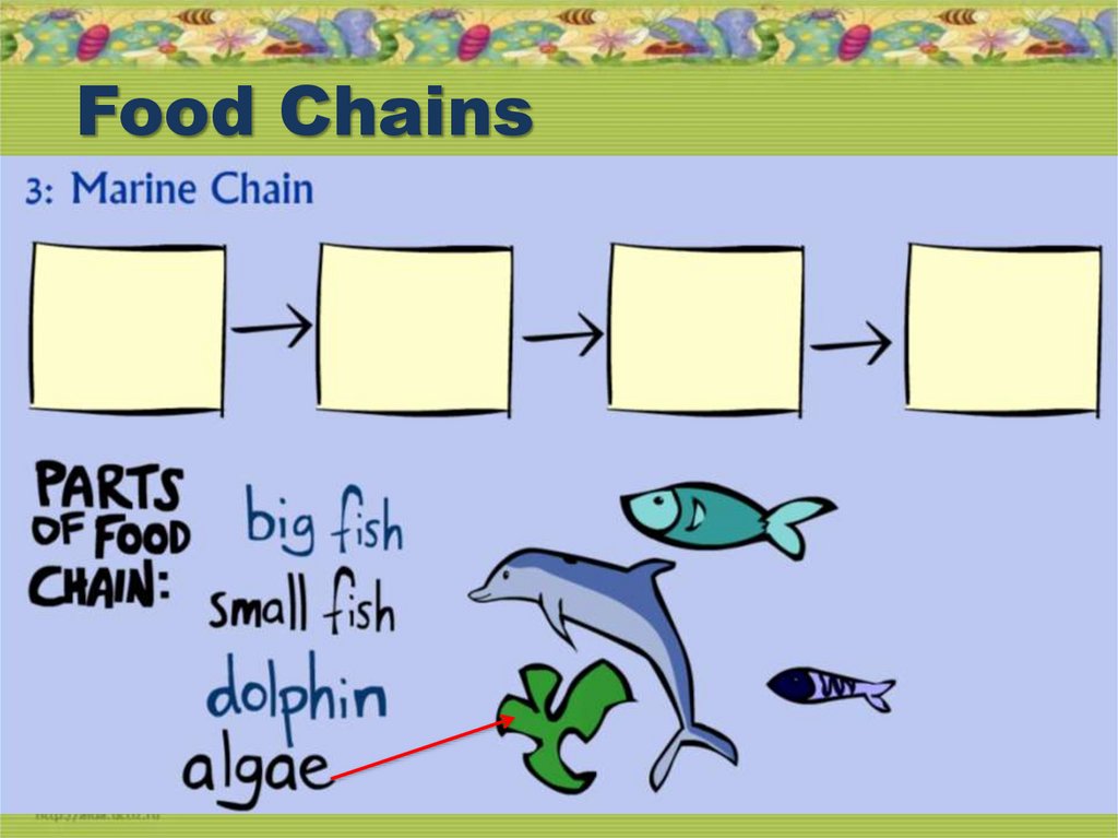 The food chain spotlight 7 презентация