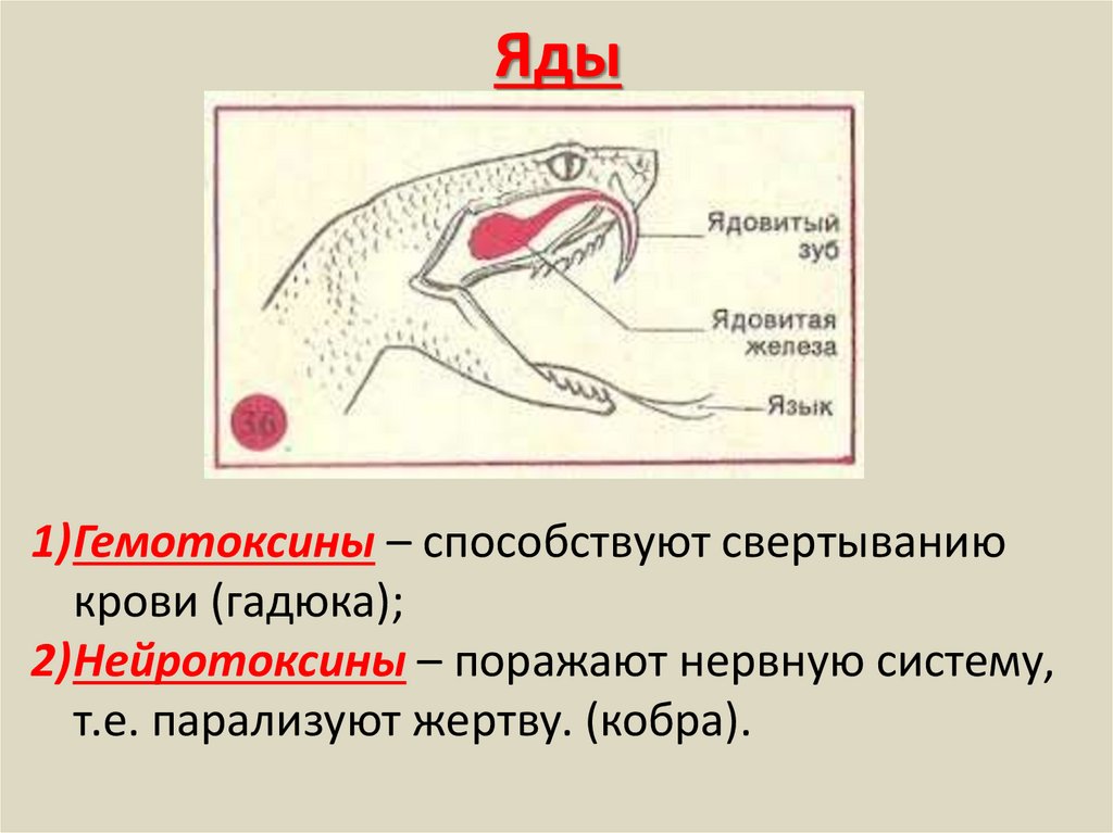 Тест по биологии 7 класс рептилии. Хордовые рептилии. Пресмыкающиеся общая характеристика. Кровеносная система Хордовые пресмыкающиеся. Киль у пресмыкающихся.