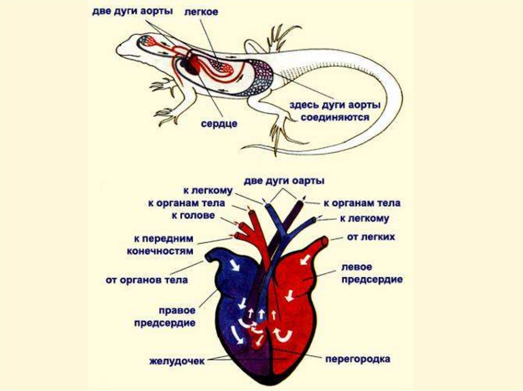 Класс рептилии кровеносная система