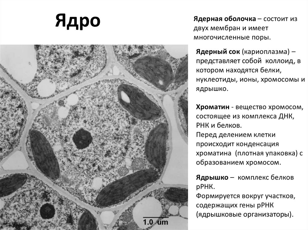 Строение клетки - презентация онлайн