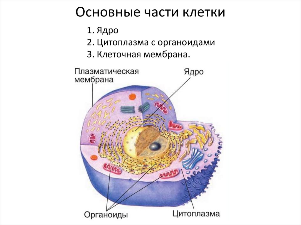 Строение клетки - online presentation