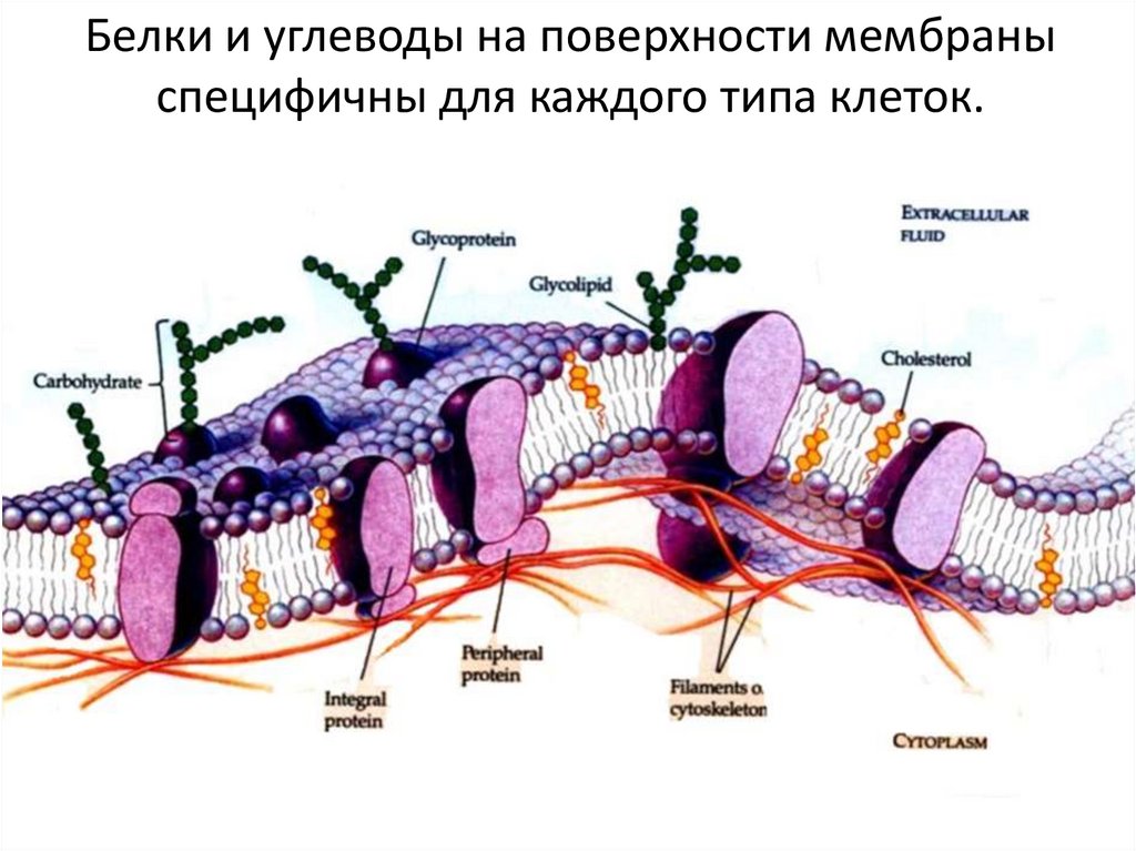 Строение клетки - online presentation