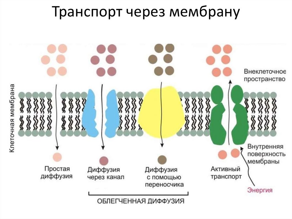 Строение клетки - online presentation