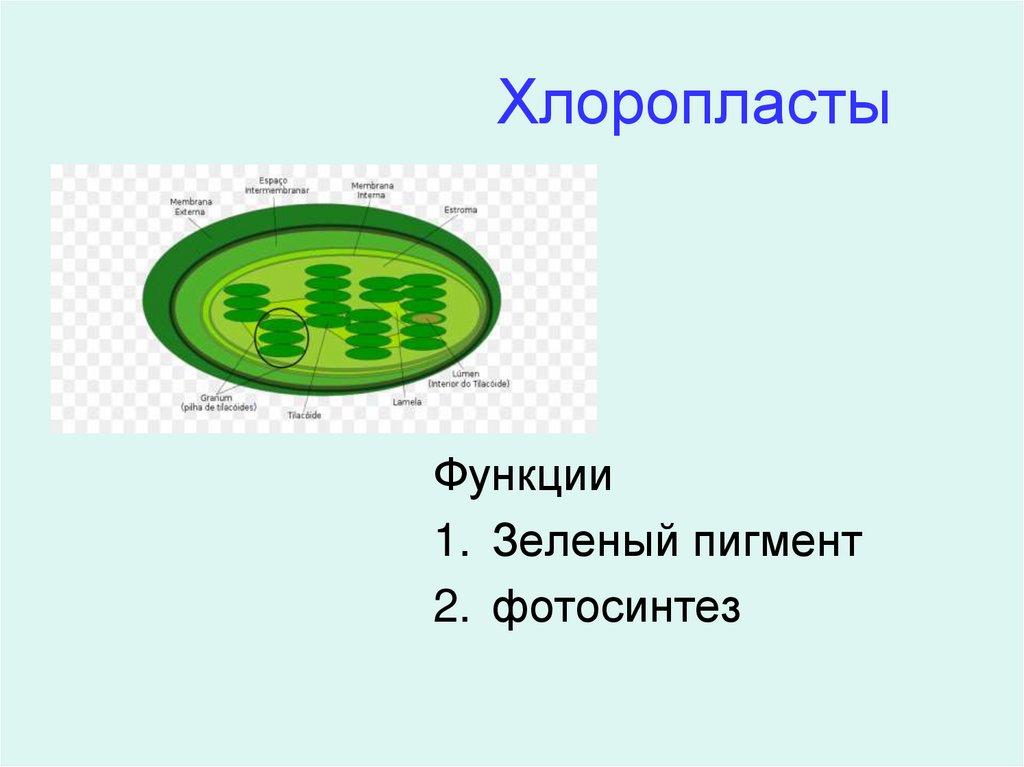 Строение клетки. Часть клетки - презентация онлайн