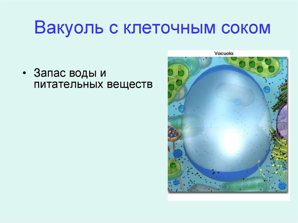 Строение клетки. Часть клетки - презентация онлайн