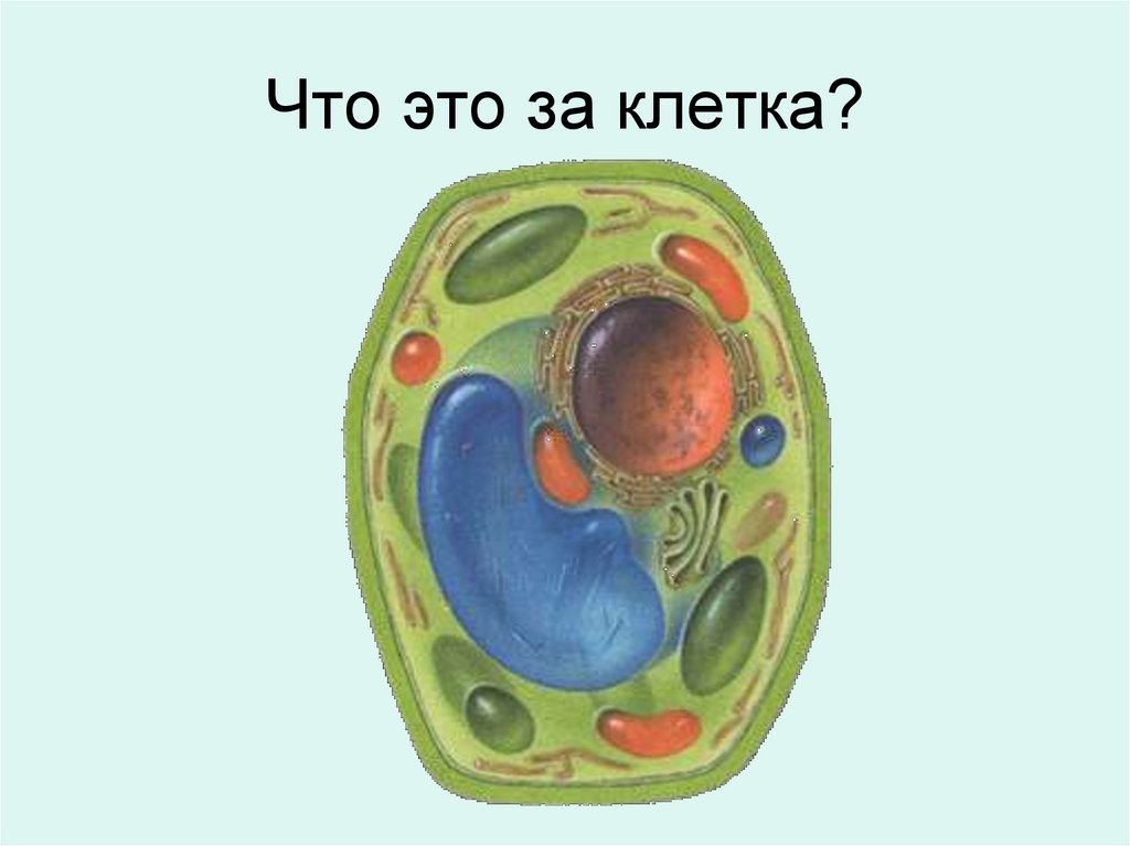 Что это за клетка?