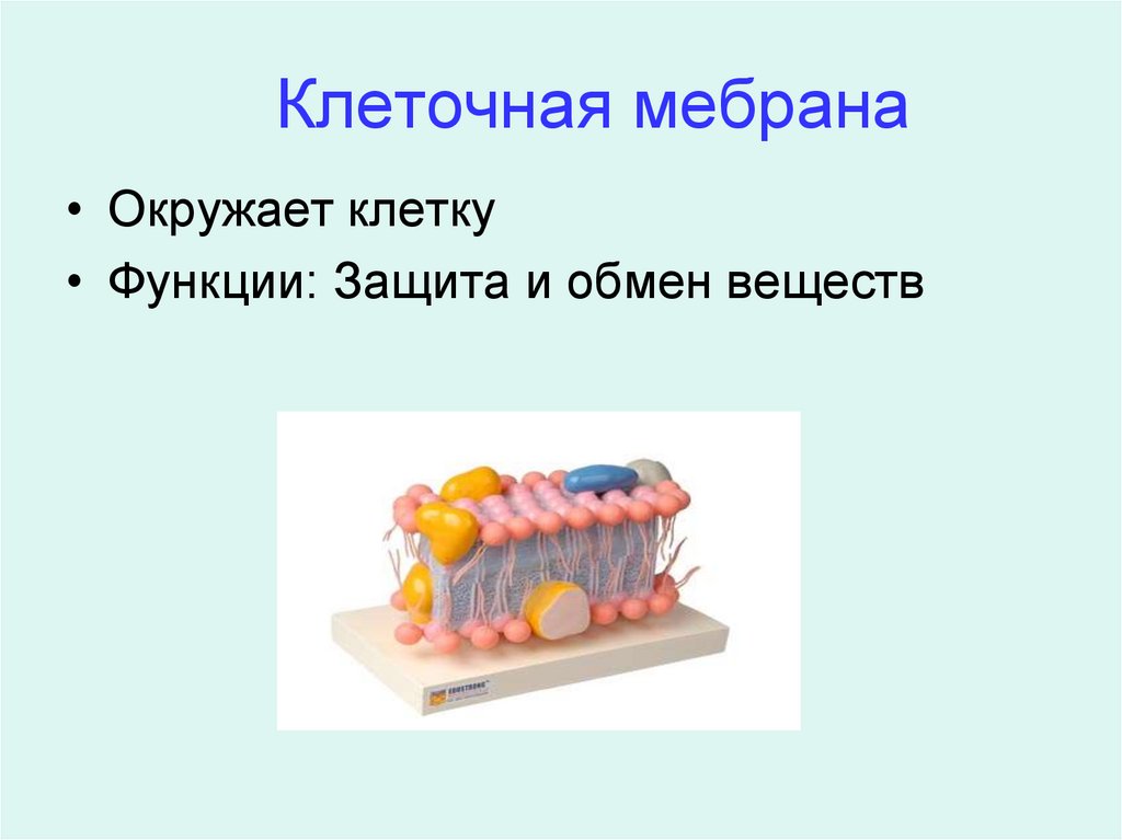 Строение клетки. Часть клетки - презентация онлайн