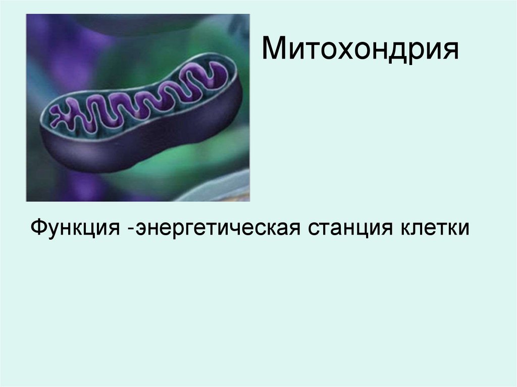 Митохондрия