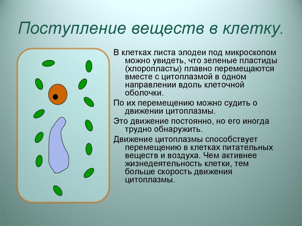 Текст жизнедеятельность клеток. Объяснение темы по биологии жизнедеятельность клетки.