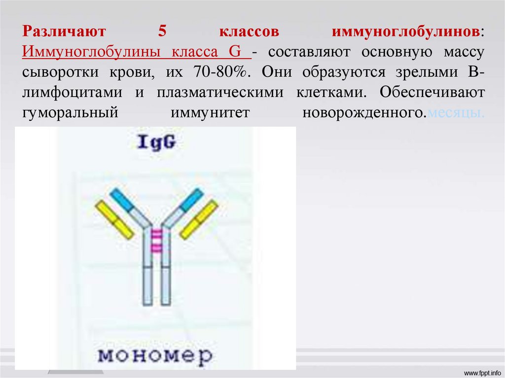 Иммуноглобулины g положительно. Иммуноглобулин класса g. Иммуноглобулины м и g. 5 Классов иммуноглобулинов. Специфический иммуноглобулин е.