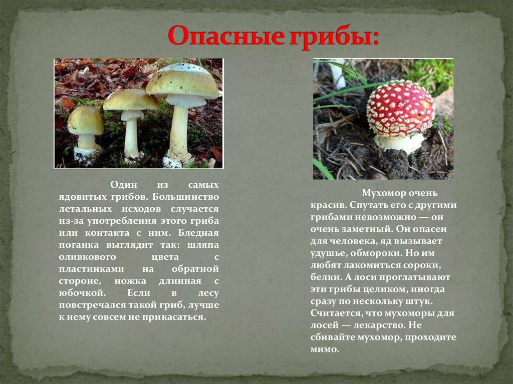 Опасные Лесные грибы. Проект подробнее о лесных опасностях грибы. Проект Лесные опасности грибы. Смертельно опасные грибы.