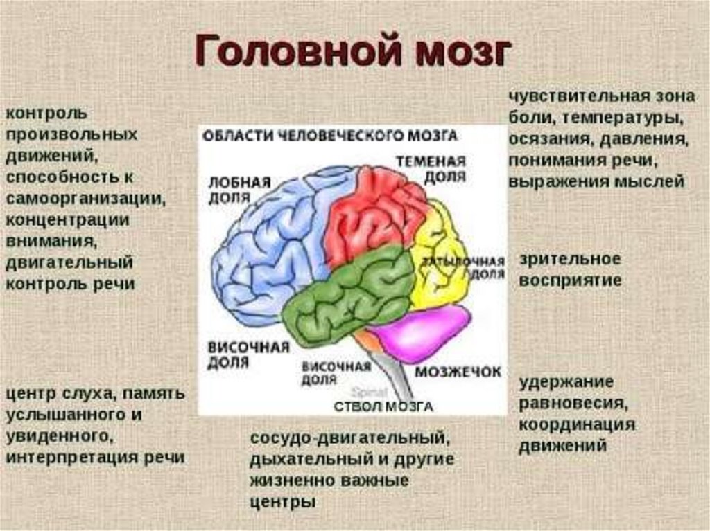 Внд рефлексы презентация 8 класс