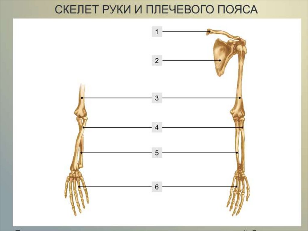 Выбери кости пояса верхней конечности