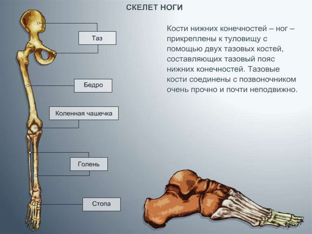 Анатомия нижней конечности человека. Нога анатомия строение кости. Строение нижних конечностей анатомия. Нижняя конечность кости ноги анатомия. Скелет нижней конечности правой вид спереди.