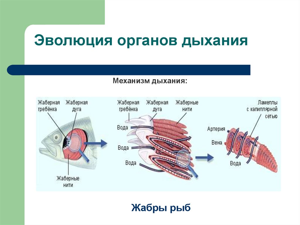 Этапы дыхания животных