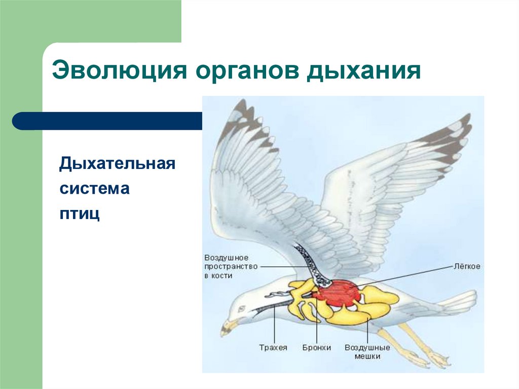 Эволюция органов дыхания у животных