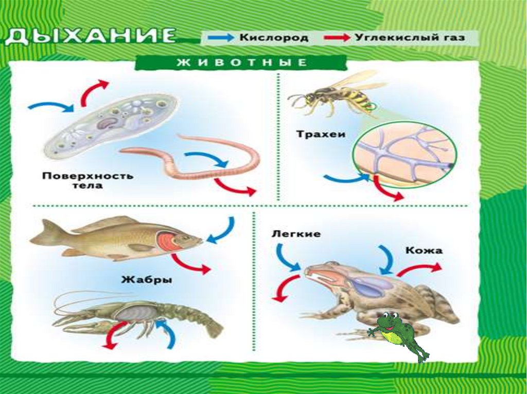 Органы дыхания животных презентация