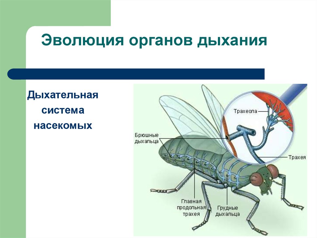 Эволюция органов дыхания у животных