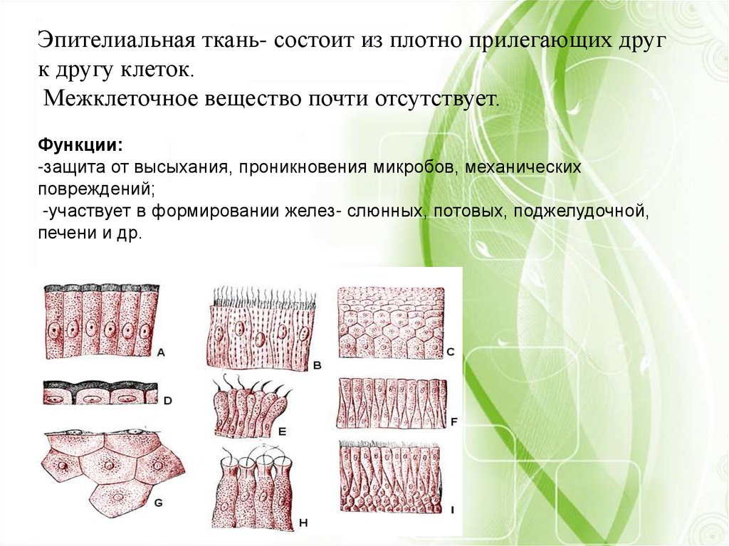 Ткани животных презентация