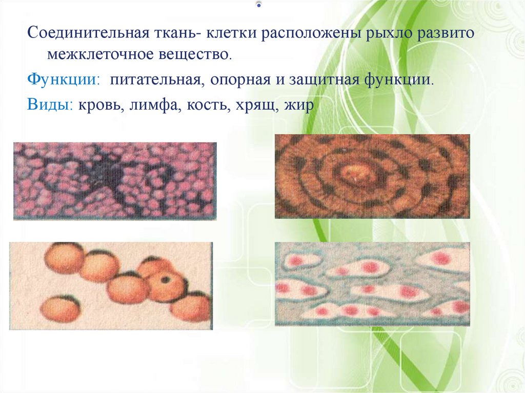 Ткани животных 5 класс биология. Функции соединительной ткани животных. Ткани животных 5 класс биология соединительная ткань. Опорная соединительная ткань. Соединительная ткань ткань 5 класс биология.