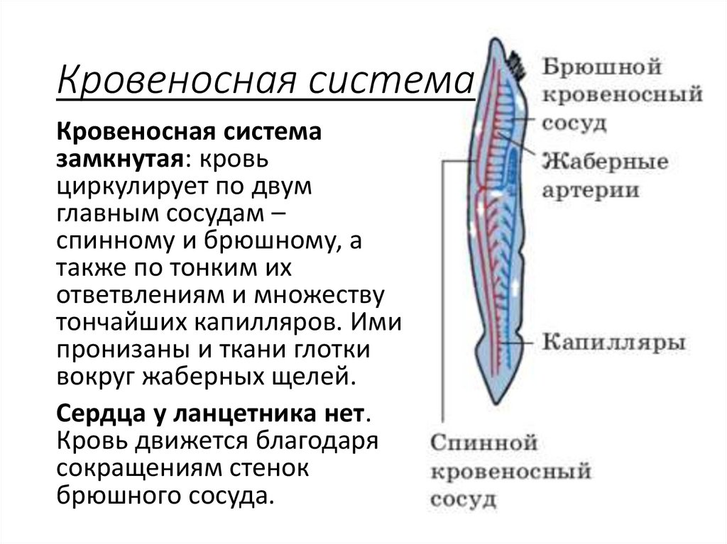 Тип Хордовые - online presentation