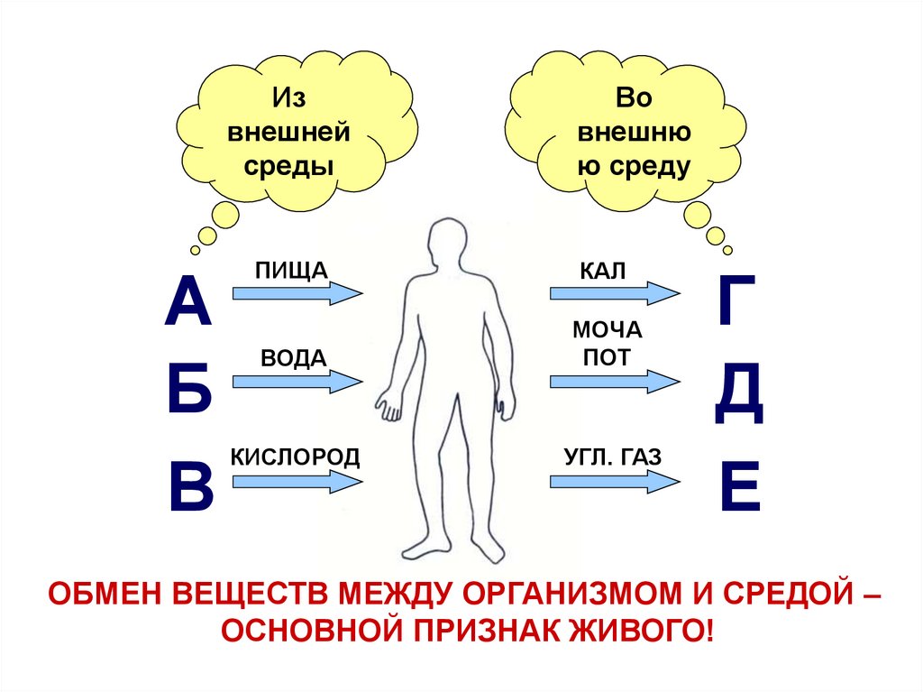 Презентация обмен веществ и энергии 8 класс биология