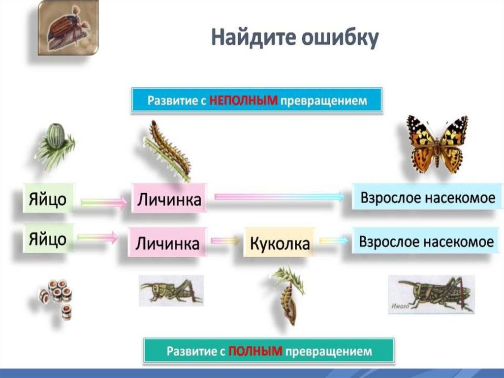 Для насекомых с неполным превращением характерно. Развитие с неполным превращением у насекомых. Размножение и развитие насекомых 3 класс.