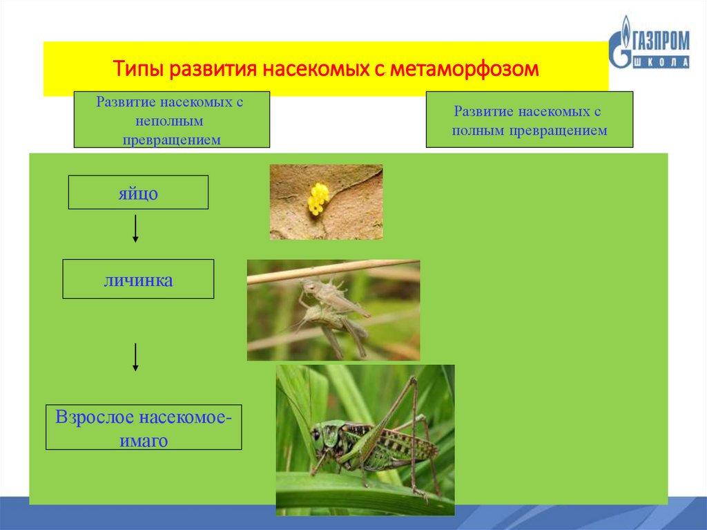 Типы развития насекомых. Схема развития насекомых. Развитие насекомых с планом. Необычные развития насекомых.