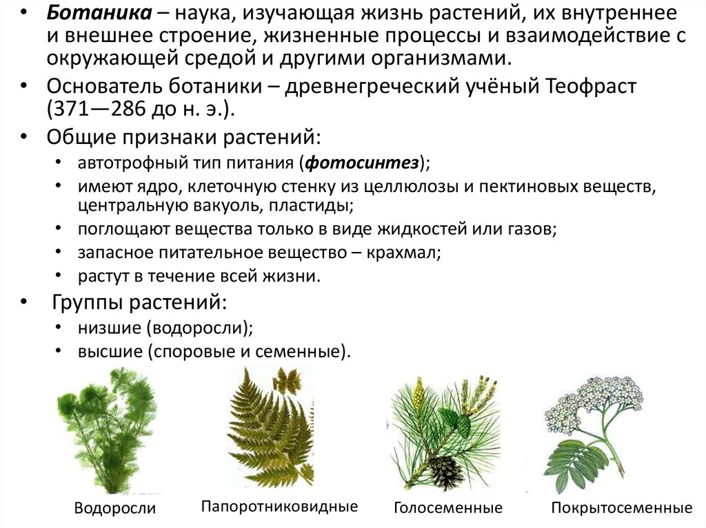 Наука ботаника презентация