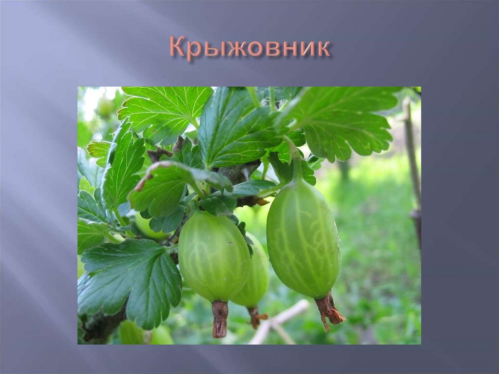 Крыжовник