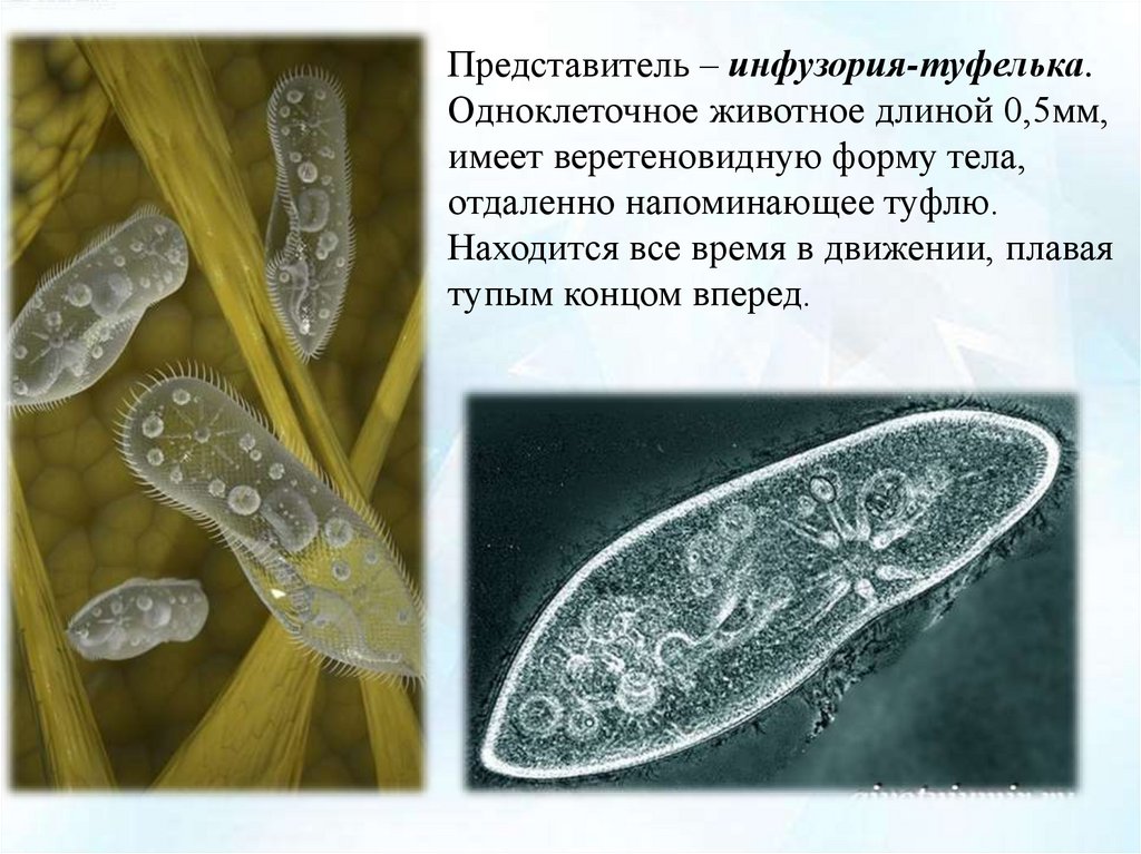 Зачем нужны простейшие организмы. Инфузория туфелька Paramecium caudatum. Инфузория-туфелька это бактерия. Одноклеточные инфузория туфелька. Одноклеточные организмы инфузория туфелька.