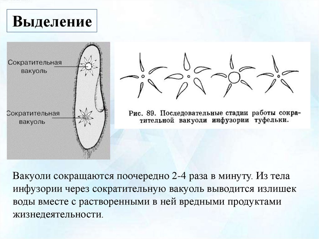 Сократительная вакуоль рисунок. Строение сократительной вакуоли инфузории. Инфузория туфелька процесс выделения. Дыхание и выделение инфузории туфельки. Работа сократительной вакуоли у инфузории туфельки.