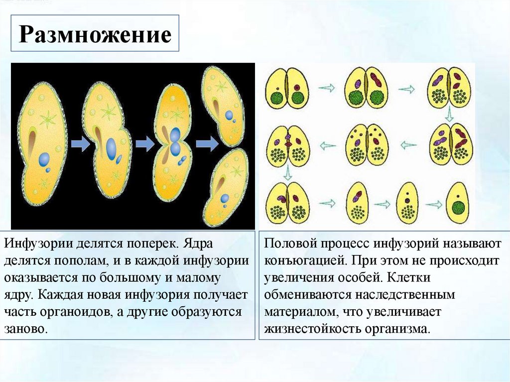 Стадии конъюгации инфузории