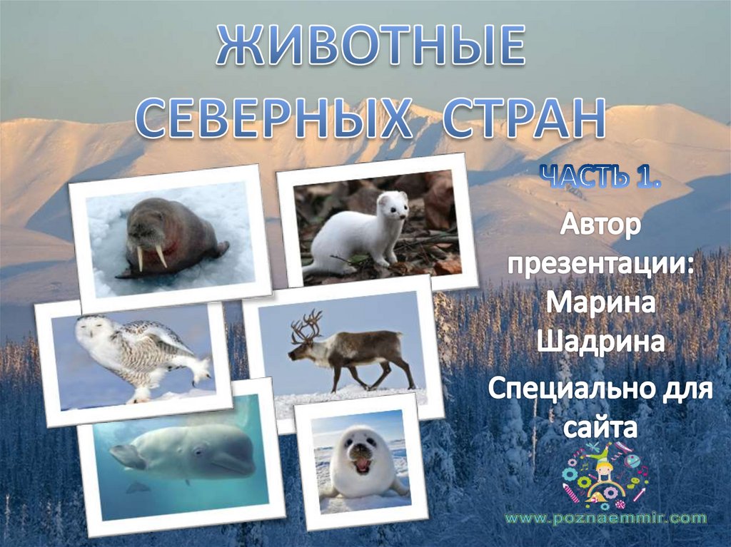 Животные северных стран. Часть 1 - online presentation