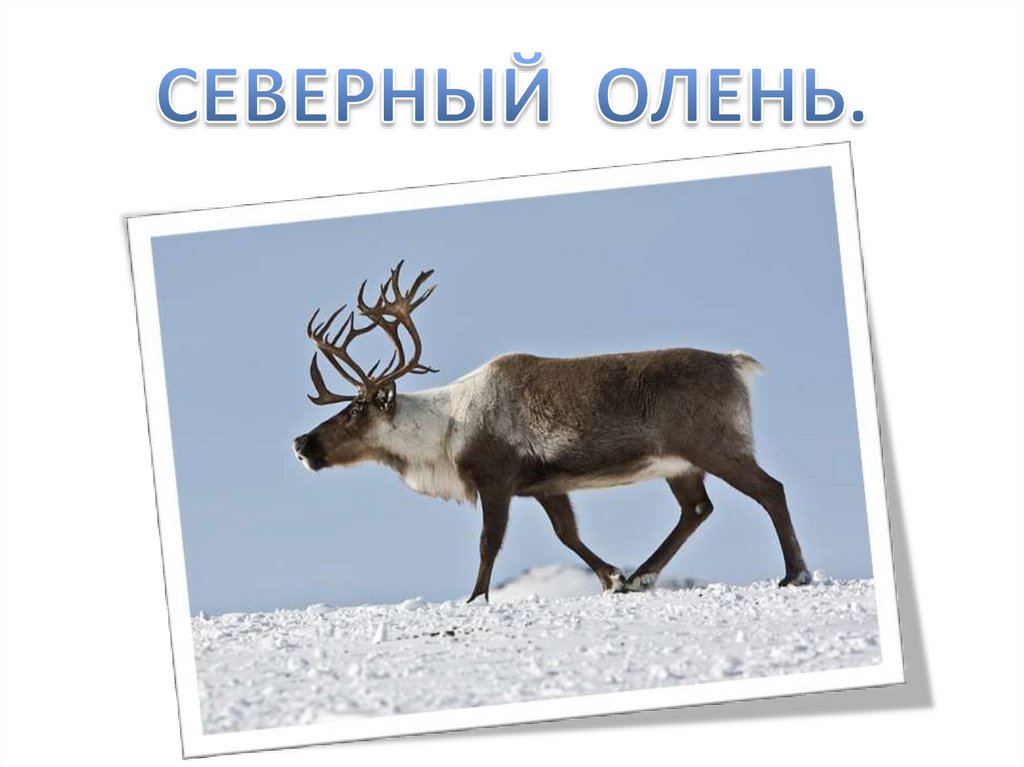 Животные северных стран. Часть 1 - презентация онлайн