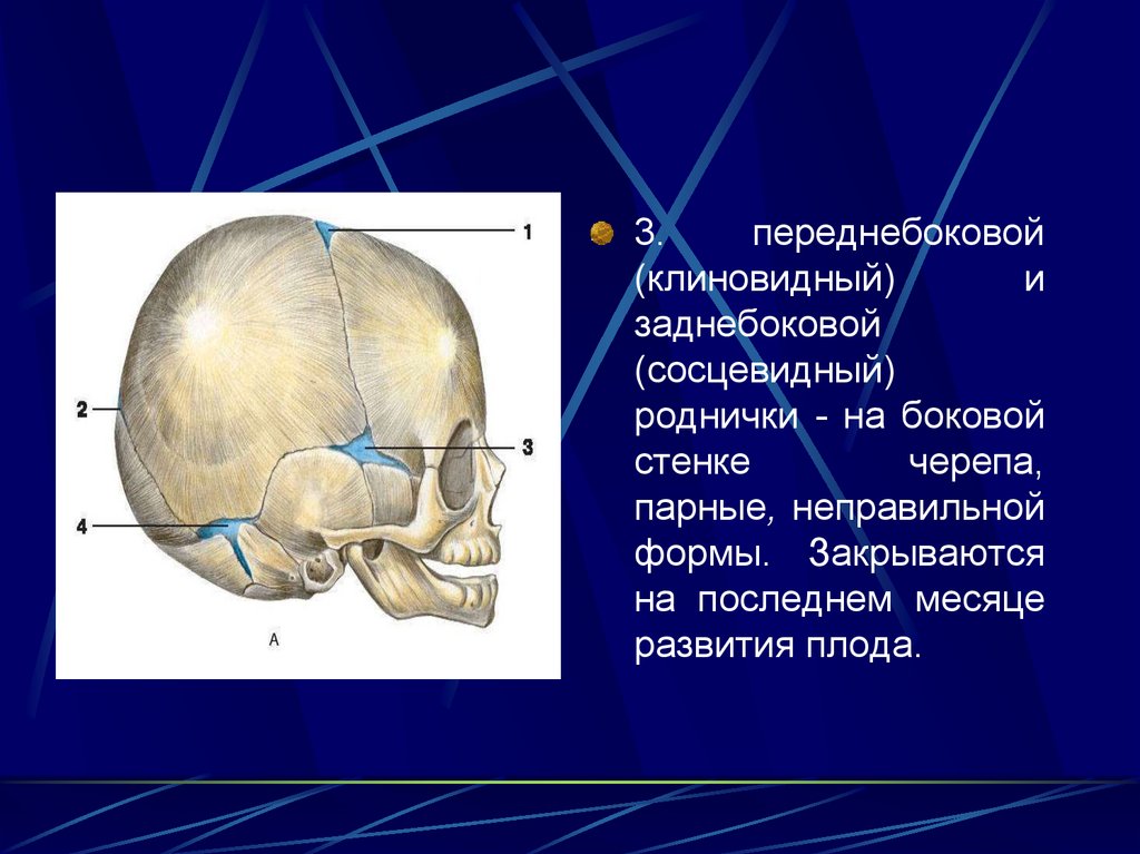 Типы родничков. Роднички черепа новорожденного клиновидный сосцевидный кости. Сосцевидный Родничок черепа. Сосцевидный шов черепа. Сосцевидный Родничок у новорожденных.