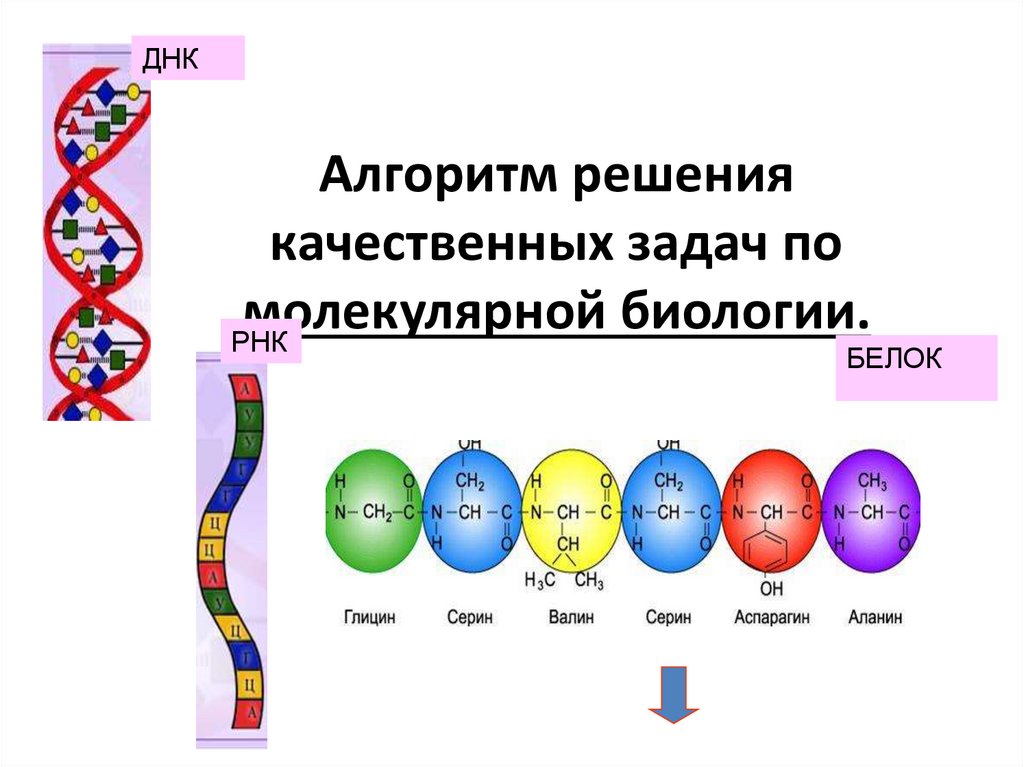 Решить задачу на гены. Задачи на ген код. Задачи на гены по биологии. Алгоритм решения ген задач. Ген код это в биологии.