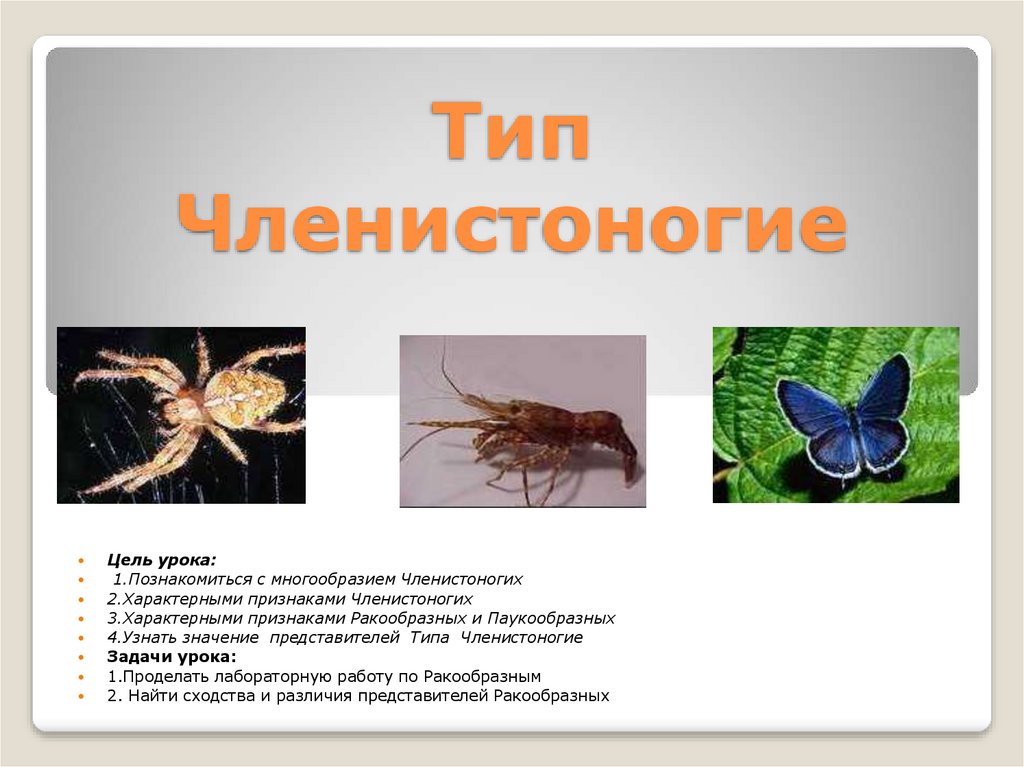 Тип Членистоногие