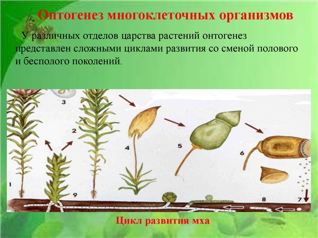 Цикл онтогенез. Этапы онтогенеза растений. Онтогенез растений. Индивидуальное развитие организма онтогенез. Индивидуальное развитие растений.
