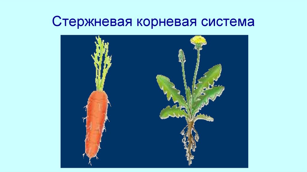 Корень. Проектная работа по теме «Наблюдение и прорастание пшеницы и ...