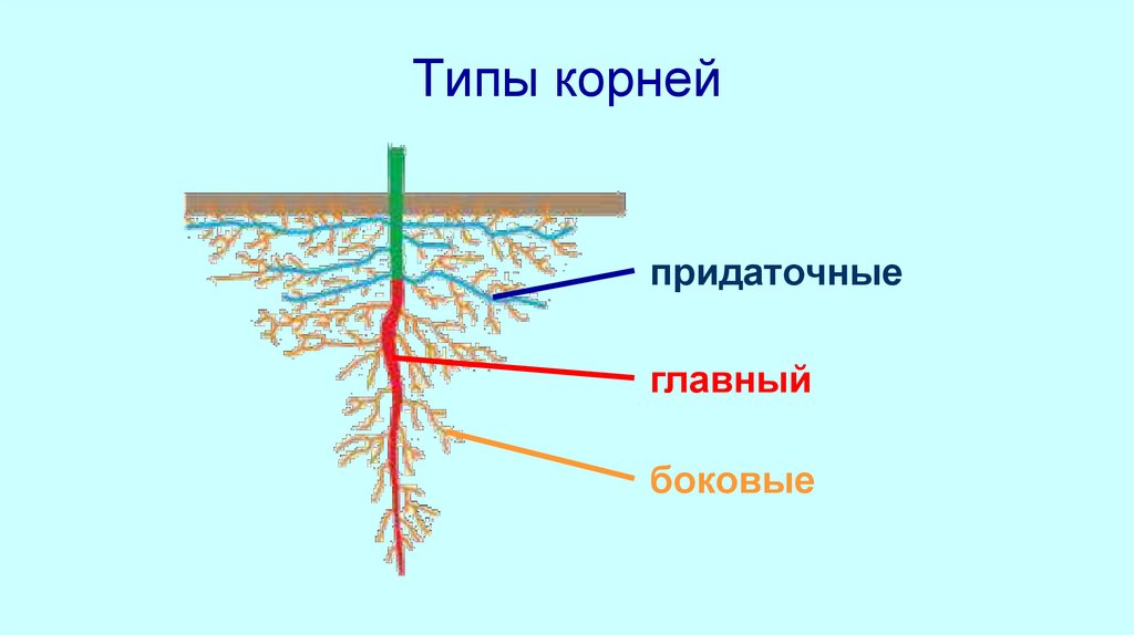 Корень. Проектная работа по теме «Наблюдение и прорастание пшеницы и ...