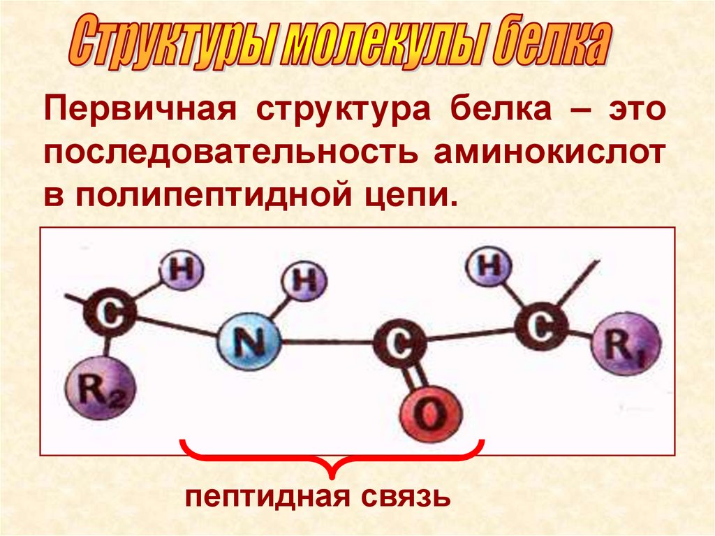 Строение молекулы белка первичная структура. Первичная структура белка пептидная связь. Первичная структура белка структура. Белок первичная структура молекулы.