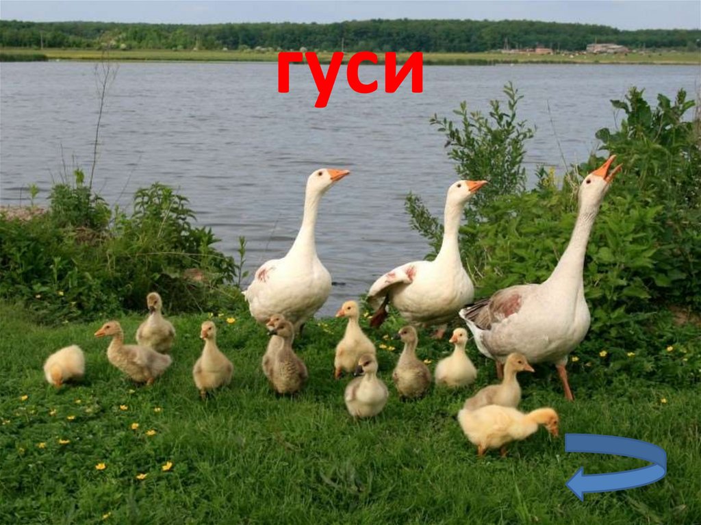 Познавательная игра "Экологическая паутина" - презентация онлайн