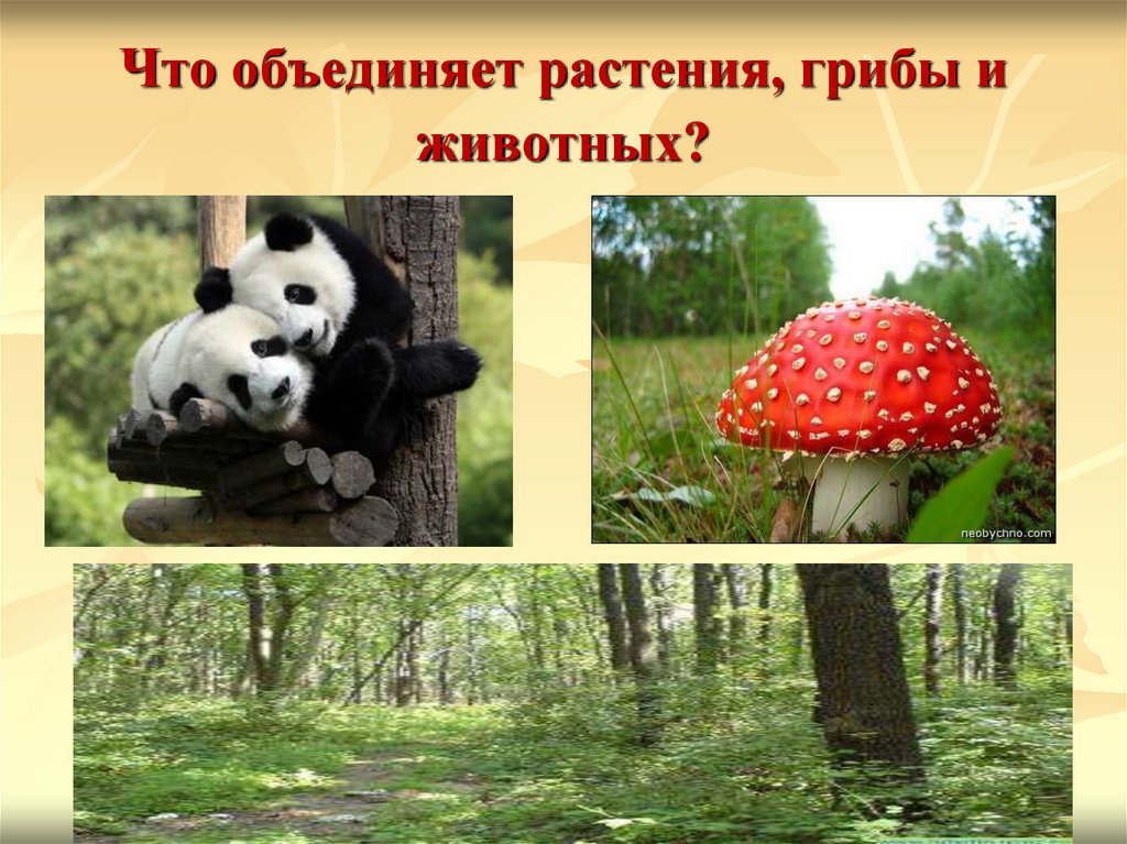Животные растения грибы. Что объединяет грибы растения и животные. Чем объедины животные и грибы.